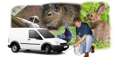 Blackheath local van